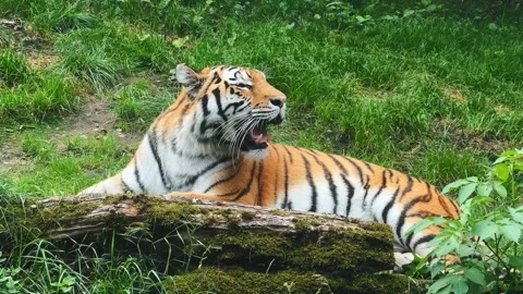 Tiger Resting on Moss-Covered Log in Green Grass Video stock 343154192