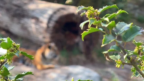 Tiger Resting in Nature 動画素材 307222532