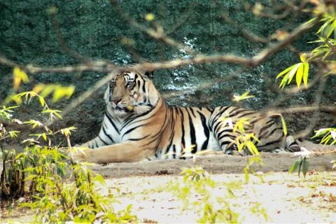 Tiger resting in a park Stock Photos