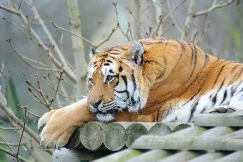 Tiger resting Stock Photos