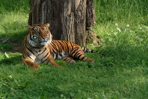 Tiger resting Stock Photos