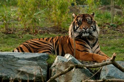 Tiger, resting Stock Photos