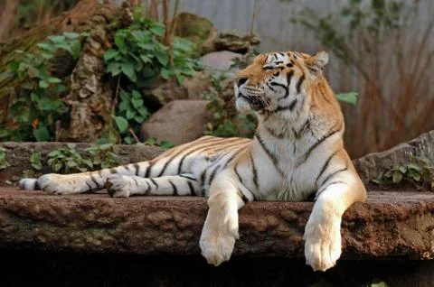 Tiger resting Stock Photos