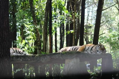 The tiger is resting Stock Photos