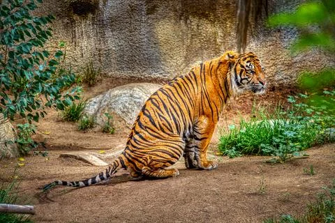 A Tiger resting Stock Photos