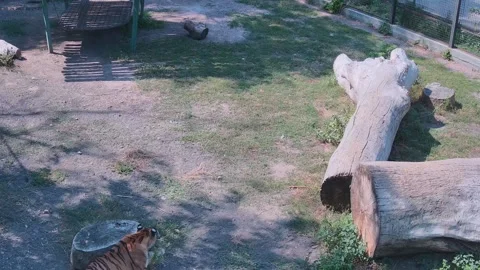 Tiger resting in the shade Stock Footage 159961802