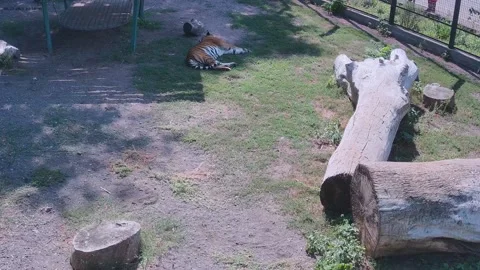 Tiger resting in the shade next to the swing on the zoo cage Stock Footage 159961772