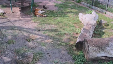 Tiger resting in the shade next to the swing Stock Footage 159961810