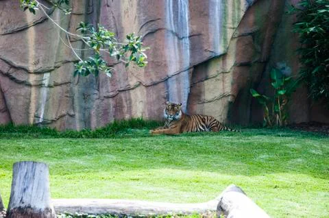 Tiger resting in shade Stock Photos