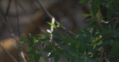 Tiger resting in the shade of trees Stock Footage 91401645