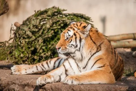 Tiger resting in the sun Stock Photos
