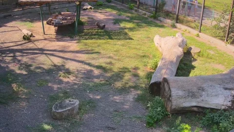 Tiger resting in the sun on a swing in a cage Stock Footage 159062245