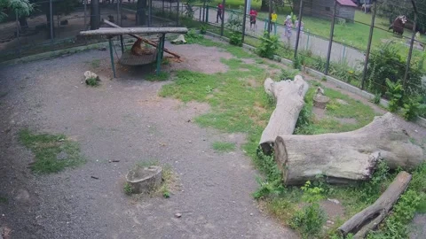 Tiger resting on a swing Stock Footage 156596806