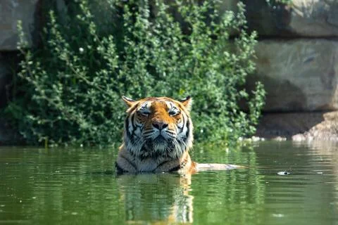 Tiger resting in water looking forward on sunny day 库存照片
