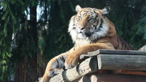 Tiger resting on wooden platform with paws hanging over edge Stock Footage 332895265