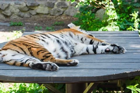 Tiger resting on wooden table in lush outdoor area during bright sunny day Stock Photos