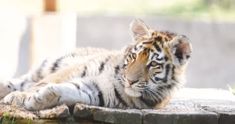 A tiger is resting in the zoo Stock Footage 91401464