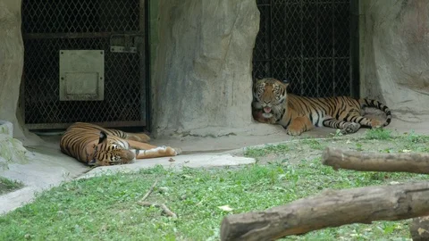 The tiger is resting in the zoo Stock Footage 113830846