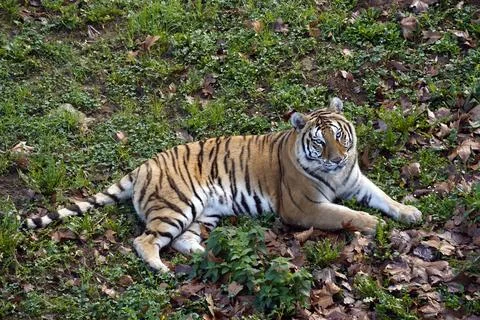 Tiger Rests Gracefully Fotos de archivo
