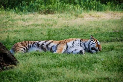 A tiger rests in the grass Stock Photos