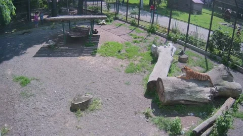 The tiger rests on a log that is in a cage Stock Footage 155341690