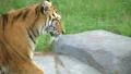 Tiger Rests On Rock 02 HD Footage