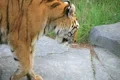 Tiger Rests On Rock 02 Footage