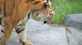 Tiger Rests On Rock 02 HD Footage