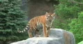 Tiger Rests on Rock HD Footage