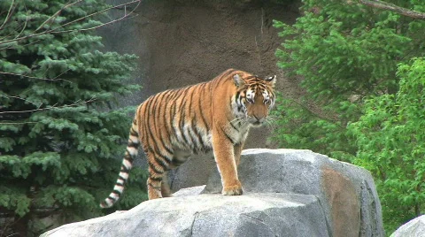 Tiger Rests on Rock Stock Footage
