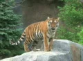 Tiger Rests on Rock Footage