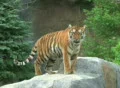 Tiger Rests on Rock SD Footage