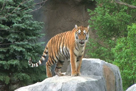 Tiger Rests on Rock 動画素材 2769889