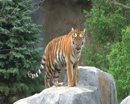 Tiger Rests on Rock 動画素材 2842618