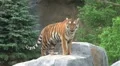 Tiger Rests on Rock HD Footage