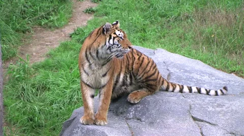 Tiger Rests On Rock  動画素材 68356672