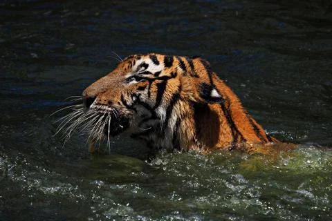 Tiger in the river Stock Photos