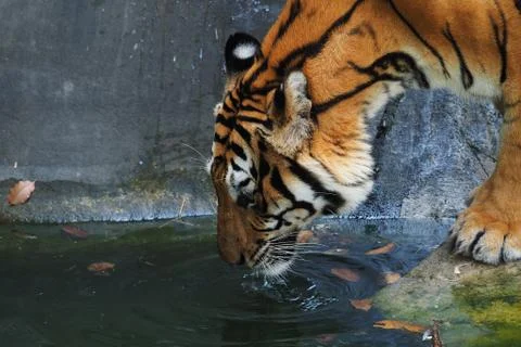 Tiger in the river Stock Photos