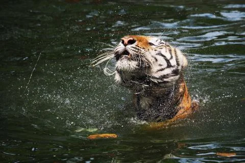 Tiger in the river Stock Photos