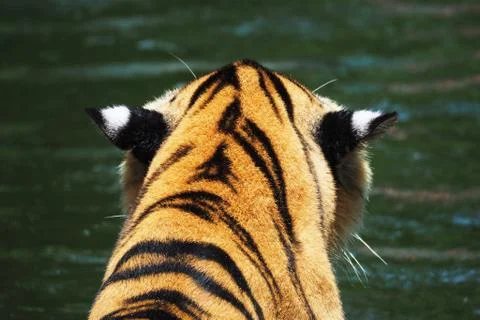 Tiger in the river Stock Photos
