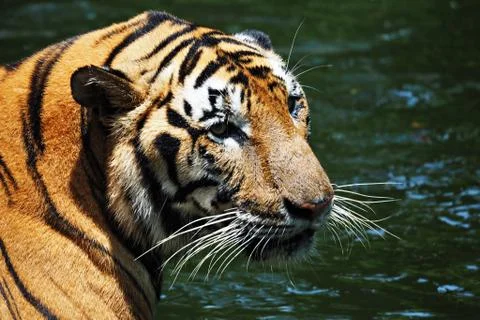 Tiger in the river Stock Photos