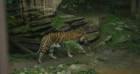 Tiger Roaming Inside Enclosure at Zoo Stock Footage 282542067