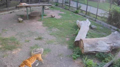 A tiger roams the cage while another tiger sleeps on a swing Stock Footage 159062104