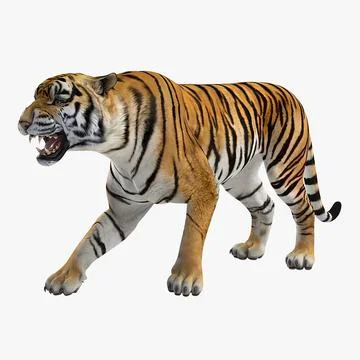 realistic bengal tiger 3D Model