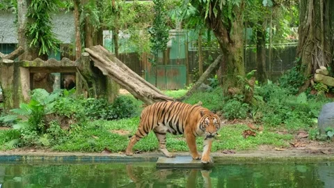 Tiger roaring and walking along pond edge in enclosure daytime Video stock 339793499