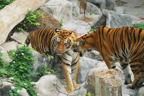 Tiger roaring at another tiger Stock Photos
