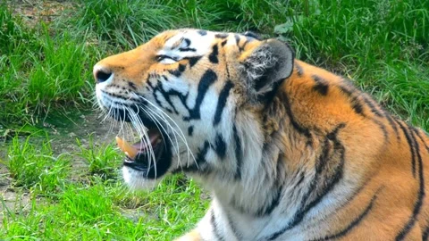 Tiger Roaring Close-Up Showing Teeth Slow Motion Cinematic 4K B-Roll Footage Stock Footage 308956946