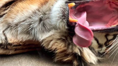 Tiger Roaring Close-Up Slow Motion Cinematic 4K B-Roll Footage Showing Fangs Video stock 308810256