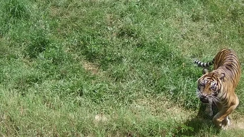 Tiger roaring Stock Footage 168086763