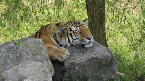 Tiger rock Stockfoto's